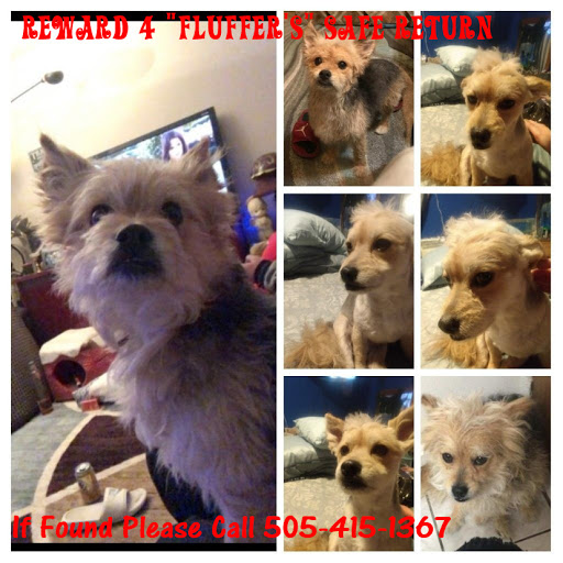 Image of Fluffers, Lost Dog