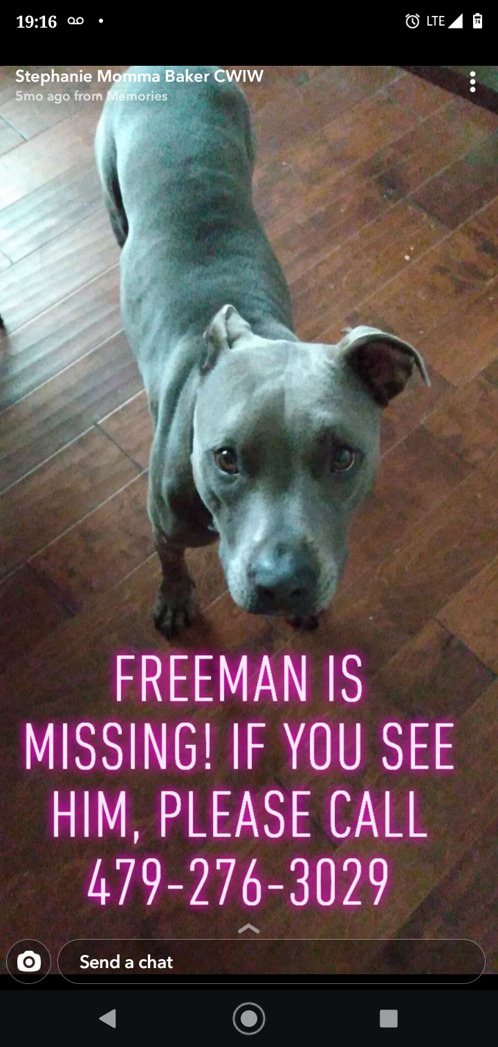 Image of Freeman, Lost Dog