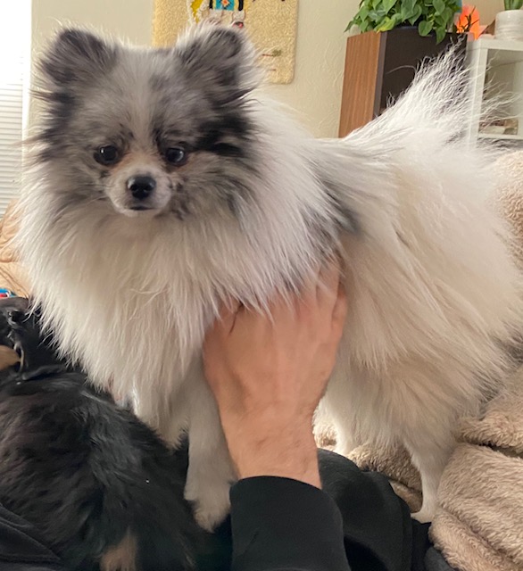 Grey and shop white pomeranian