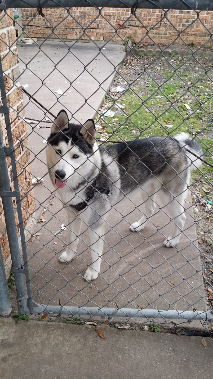 Lost Dog Siberian Husky in HOUSTON, TX Lost My Doggie
