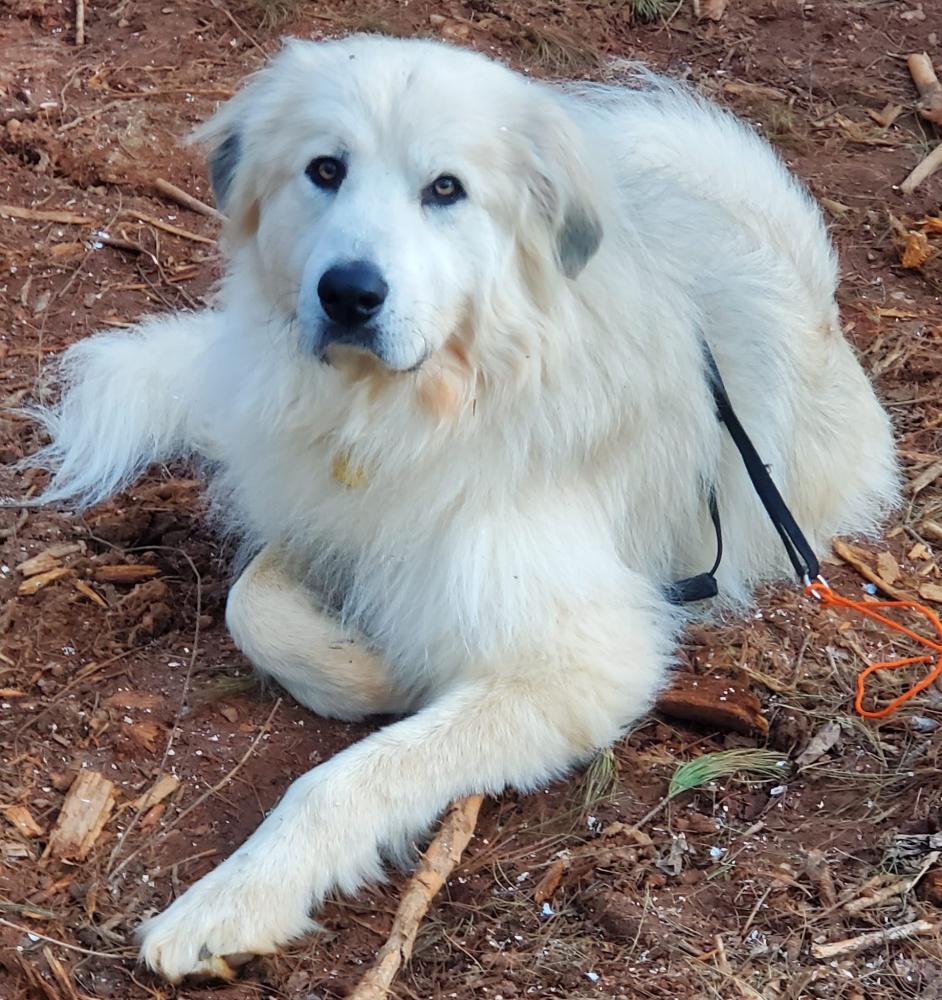 Great pyrenees best sale lost and found