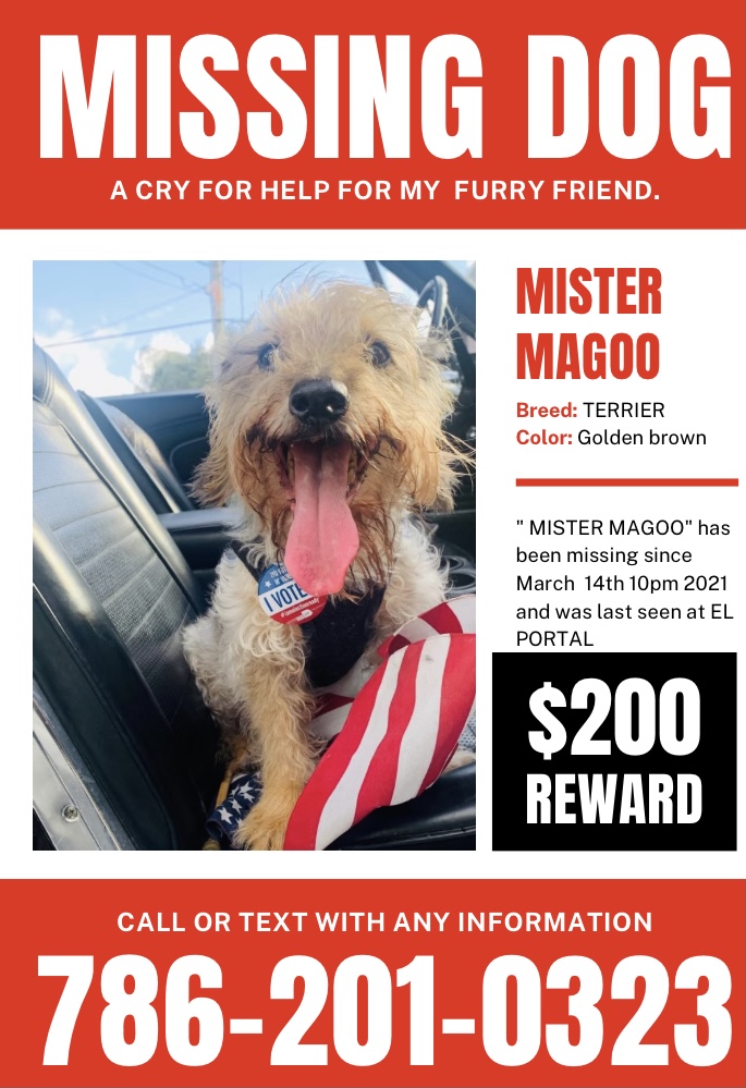 Image of Mister Magoo, Lost Dog