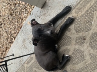 Image of Fitz  - Black Puppy, Lost Dog