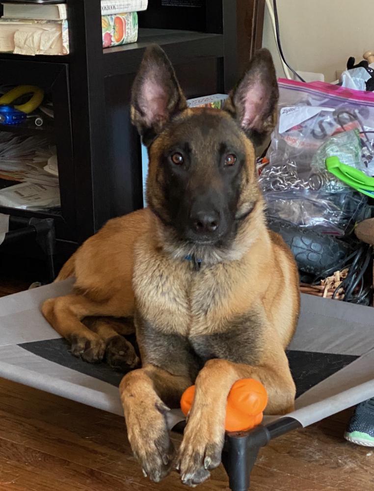 Lost Dog Belgian Malinois in UPPER MARLBORO, MD Lost My Doggie