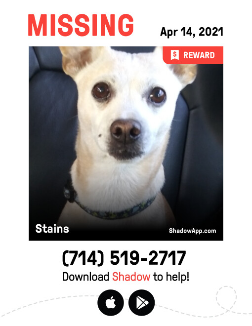 Image of Stains, Lost Dog