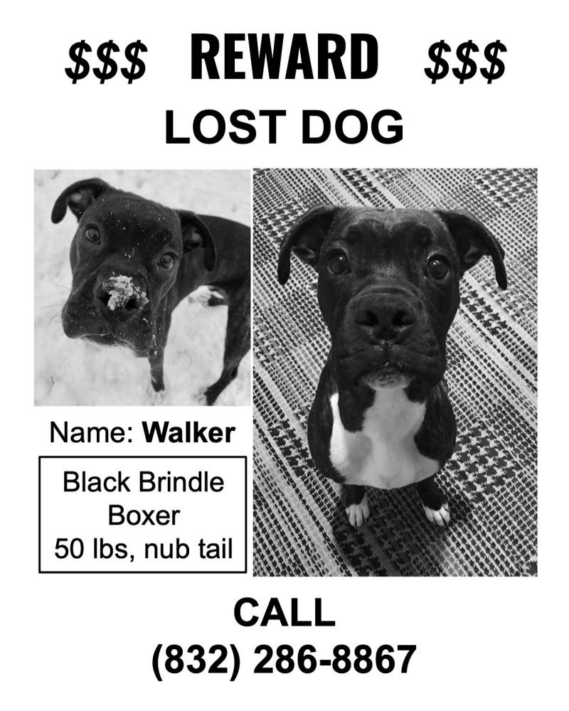 Image of Walker, Lost Dog