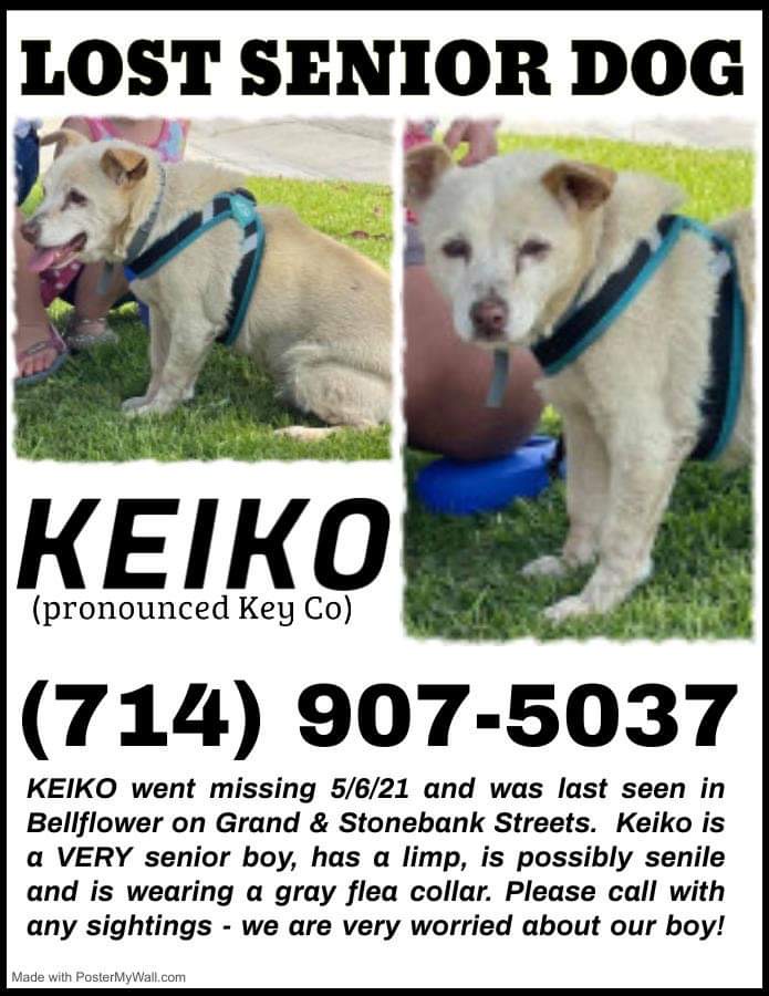 Image of Keiko, Lost Dog