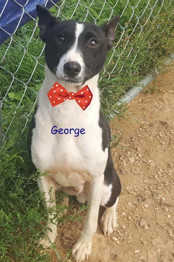 Found Dog George