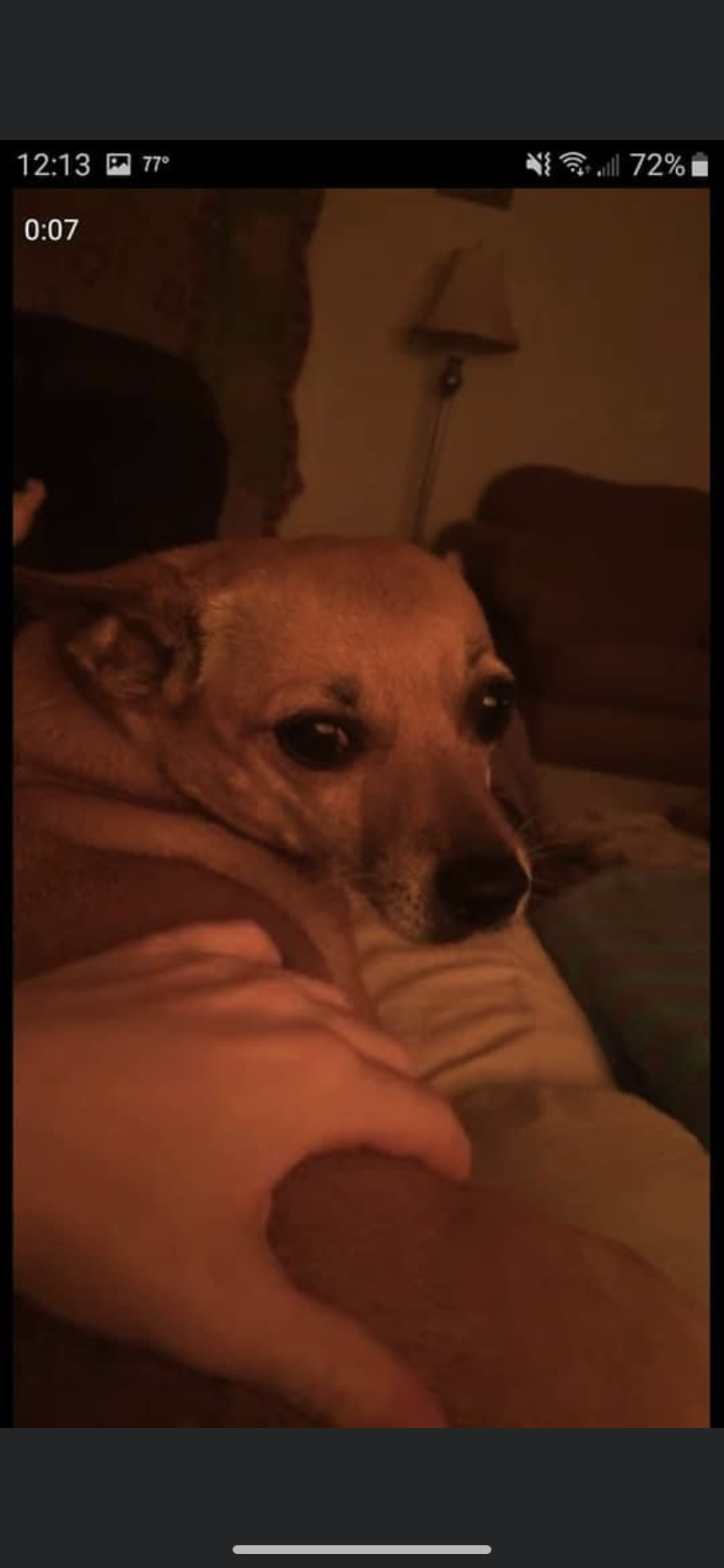Image of Hunnie, Lost Dog