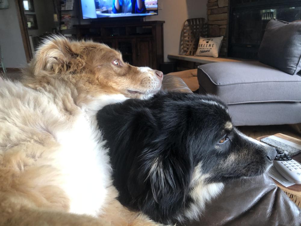 Image of Oakley & Gracie, Lost Dog