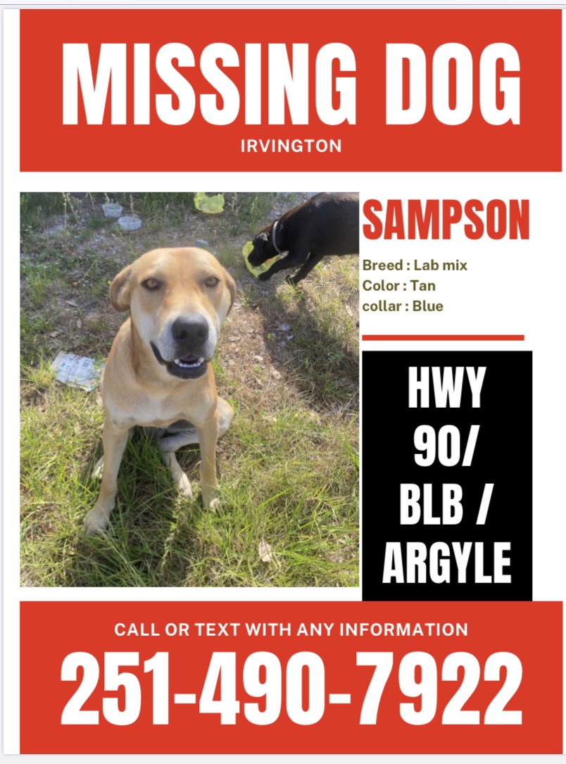 Image of Sampson, Lost Dog