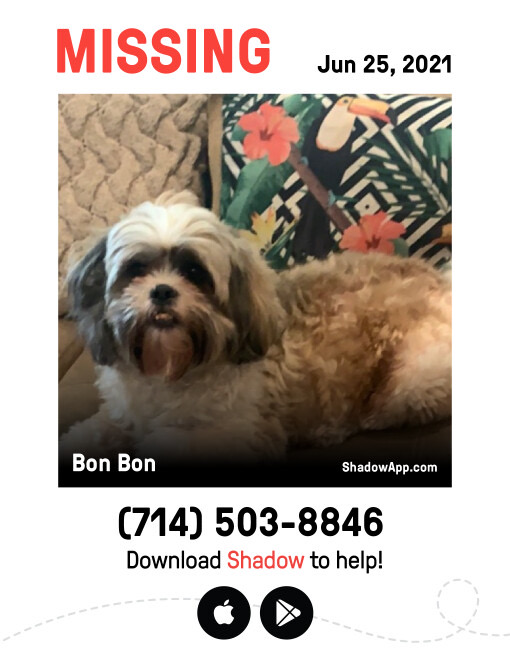 Image of Bon Bon, Lost Dog