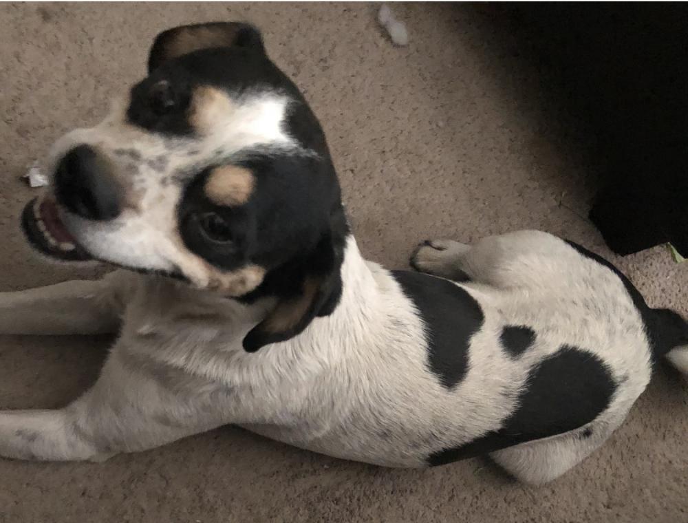 Image of Cow Cow, Lost Dog