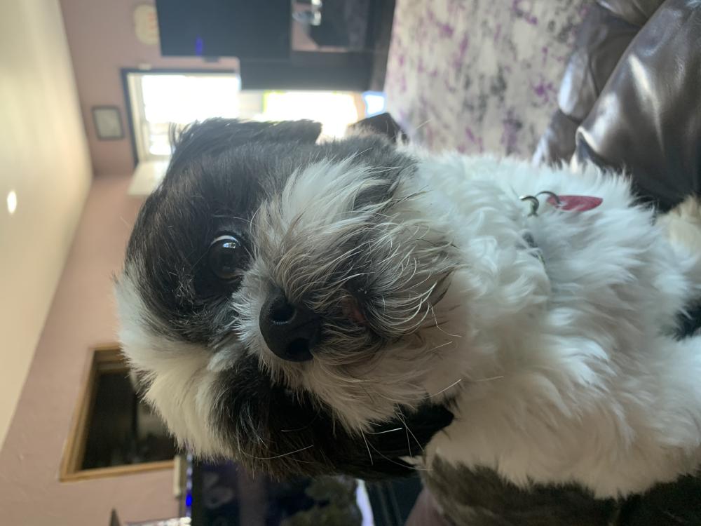 Lost Dog Shih Tzu in SHEBOYGAN, WI Lost My Doggie