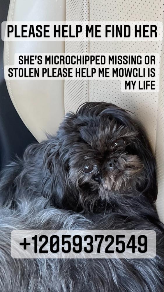 Image of MOWGLI, Lost Dog