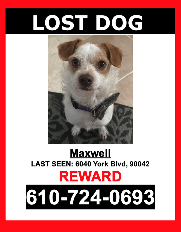 Image of Maxwell, Lost Dog