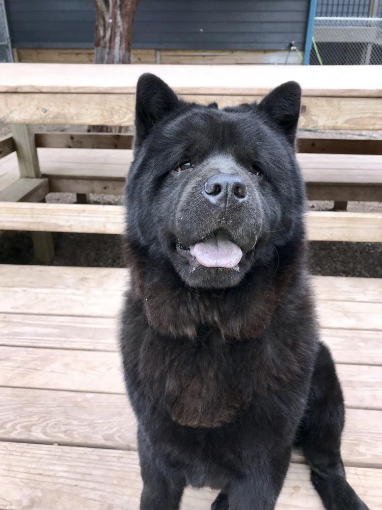 Lost Dog Chow Chow in DRIPPING SPRINGS, TX - Lost My Doggie Lost Dog Chow Chow in DRIPPING SPRINGS, TX - Lost My Doggie