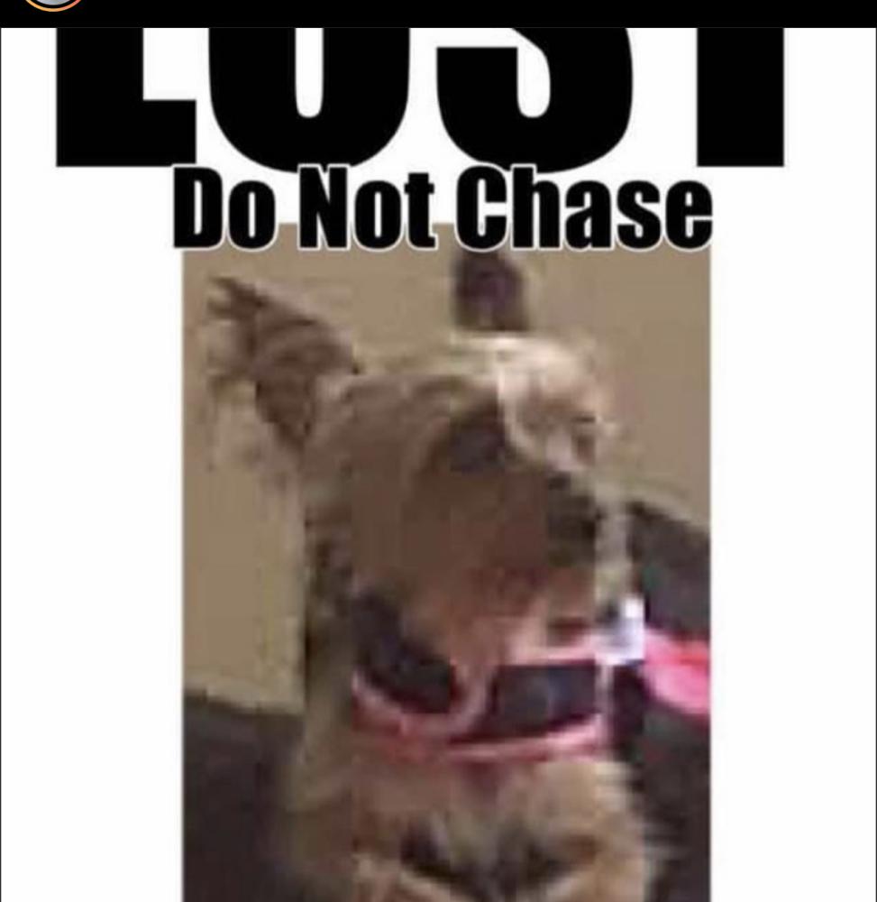 Image of Mooch, Lost Dog