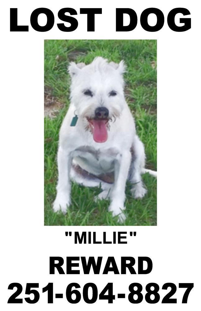 Image of Millie, Lost Dog