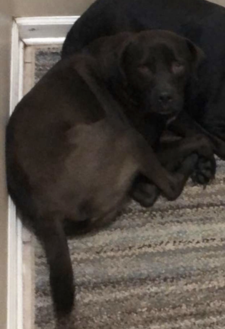 Image of Blakely, Lost Dog
