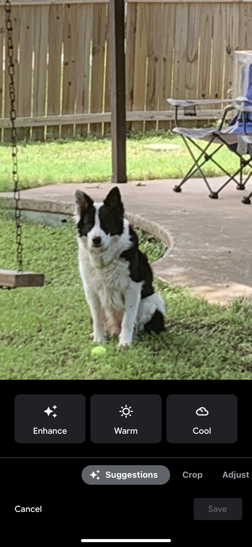 Image of Willie, Lost Dog