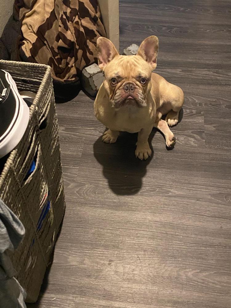 Givenchy bulldog deals