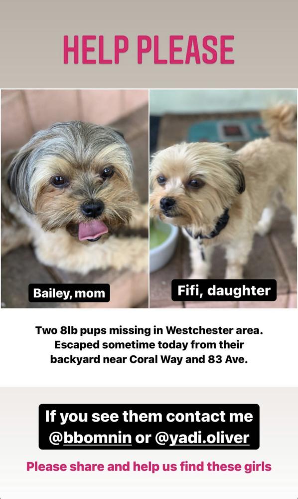 Image of Bailey and Fifi, Lost Dog