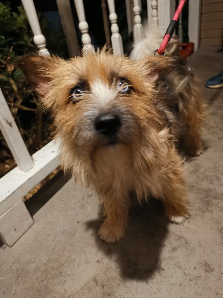 Image of Unknown Male Yorkie, Found Dog