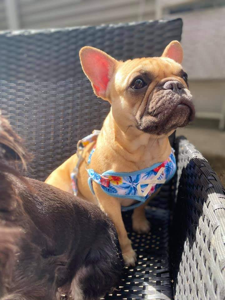 Lost Dog French Bulldog in WATERBURY, CT - Lost My Doggie