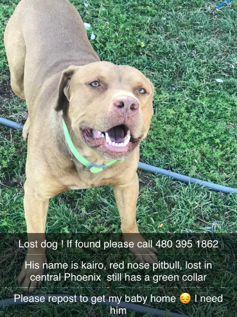 Image of kairo, Lost Dog