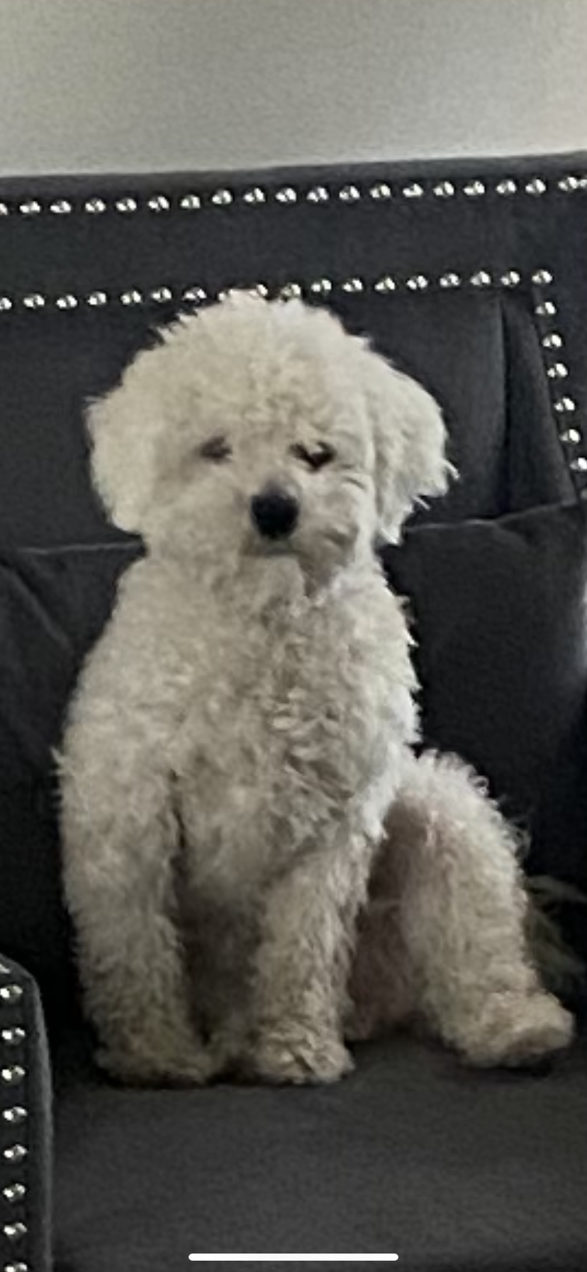 Image of Lilly white little, Lost Dog