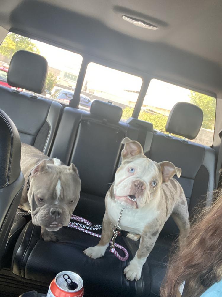 Image of Gucci and Honey, Lost Dog