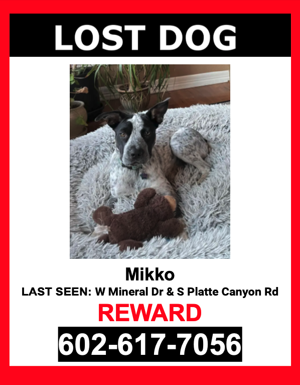 Image of Mikko, Lost Dog