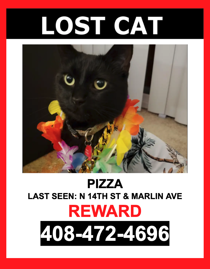 Image of Pizza, Lost Cat