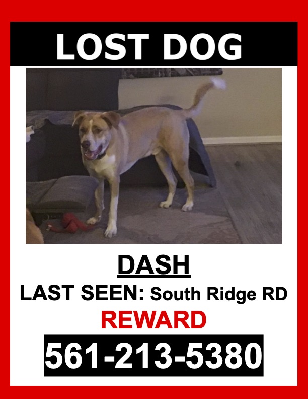 Image of DASH, Lost Dog