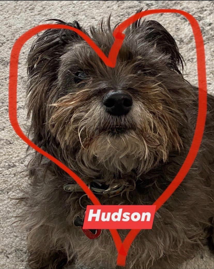 Image of Hudson, Lost Dog