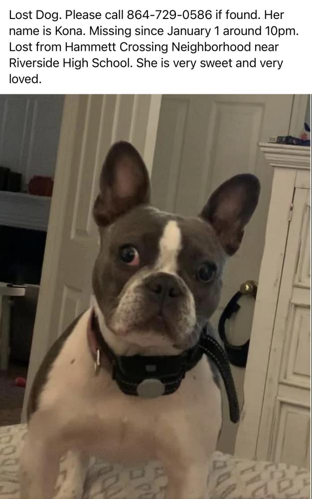Lost Dog French Bulldog in GREER, SC Lost My Doggie