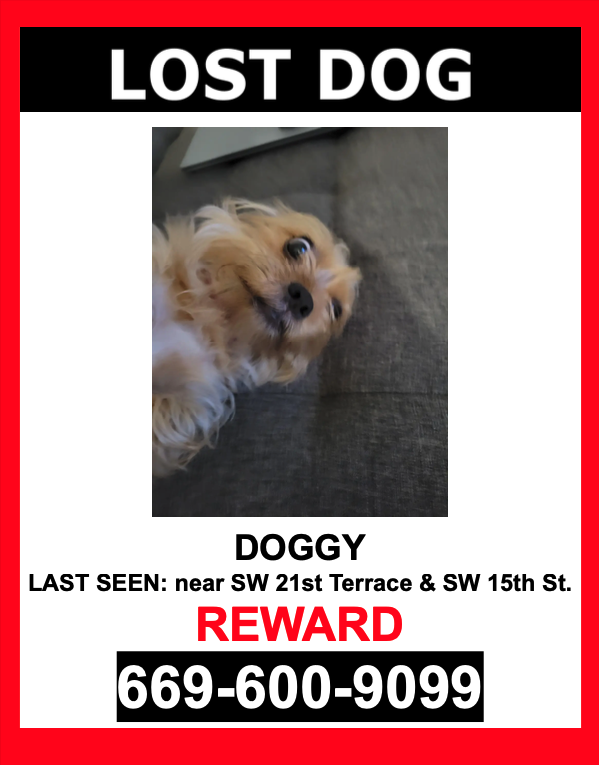 Lost Dog Yorkshire Terrier in FORT LAUDERDALE, FL Lost My Doggie
