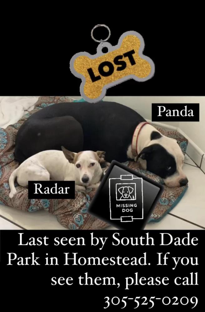 Image of Panda, Lost Dog