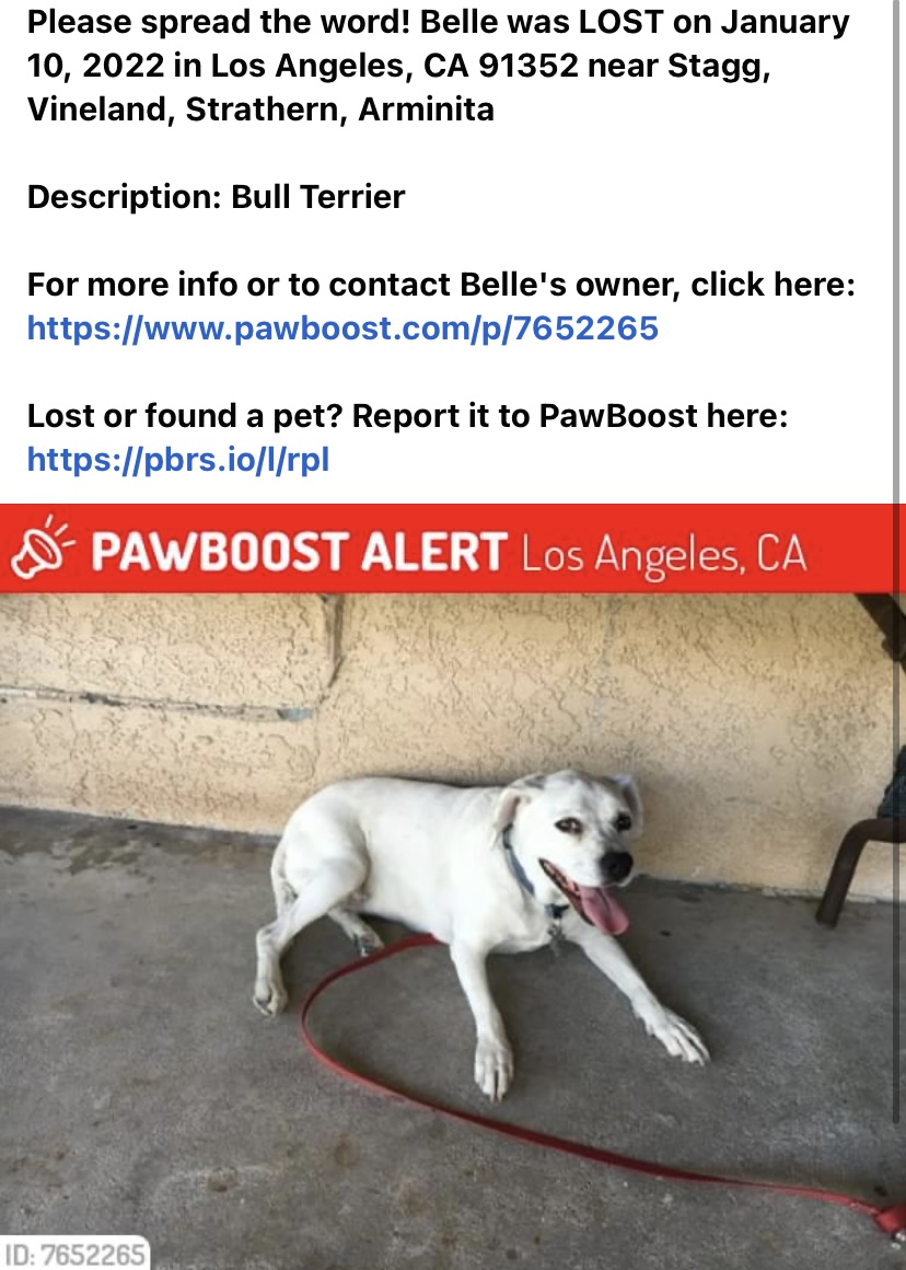 Image of Belle, Lost Dog