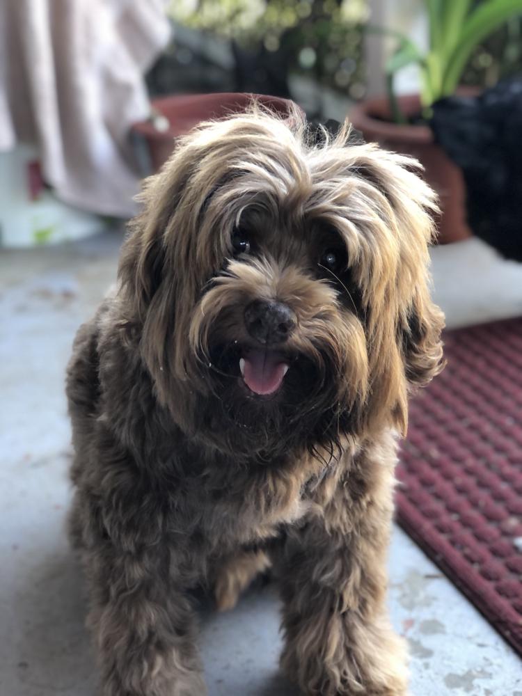 Image of Ollie Chewbacca, Lost Dog