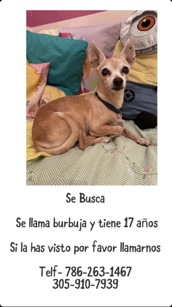 Image of Burbuja, Lost Dog