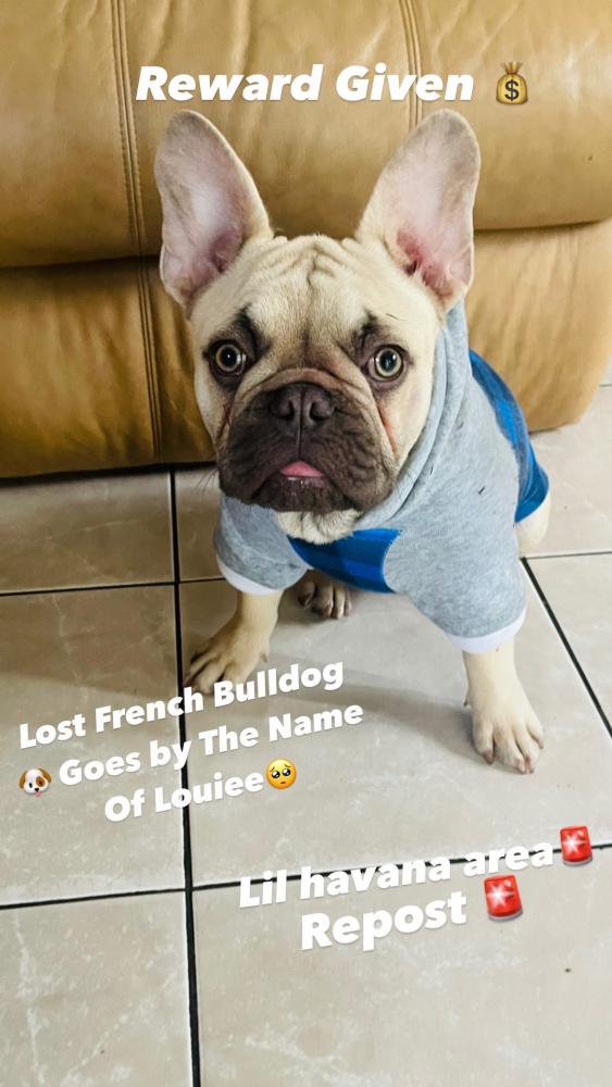 Image of Louiee, Lost Dog