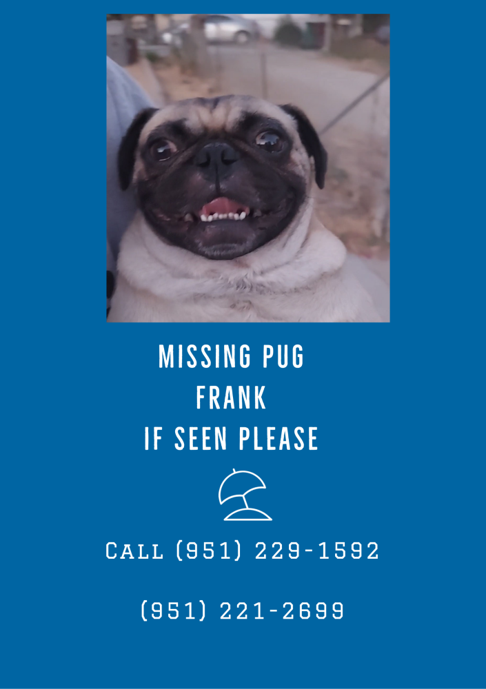 Image of Frank, Lost Dog