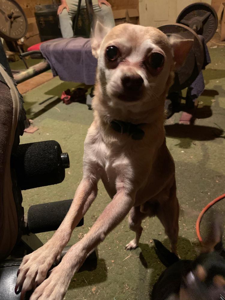 Image of Guillermo, Lost Dog