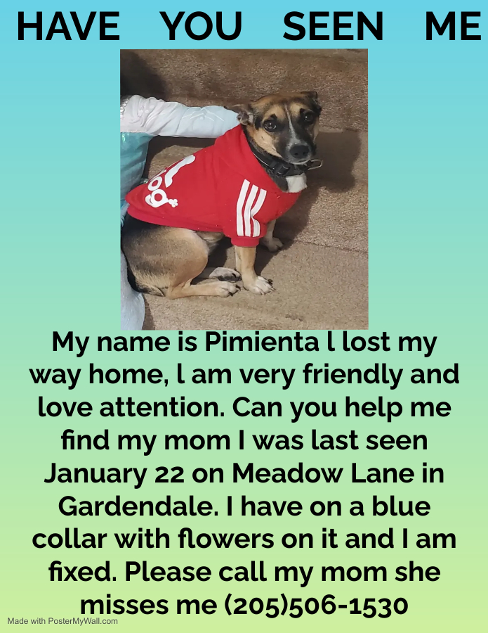 Image of Pimenta, Lost Dog