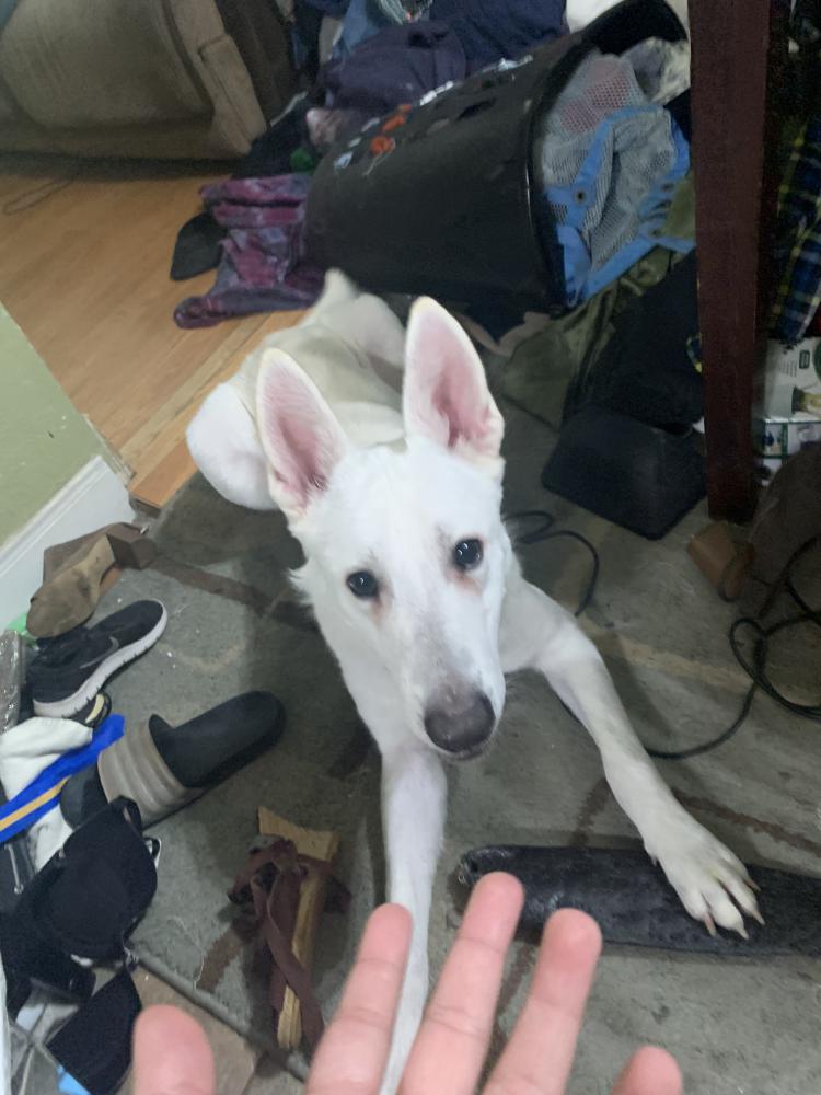 Lost Dog German Shepherd In SAN ANTONIO TX Lost My Doggie lost-dog-german-shepherd-in-san-antonio-tx-lost-my-doggie