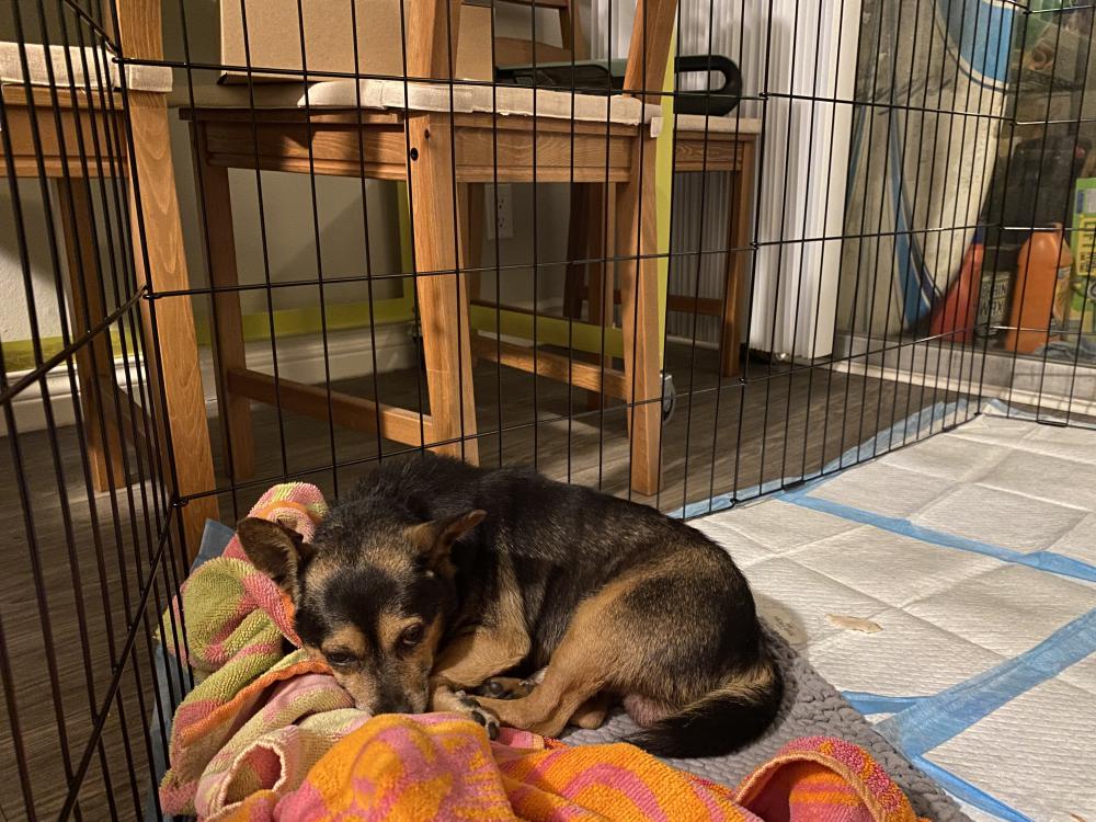 Found Dog Chihuahua in INGLEWOOD, CA - Lost My Doggie Found Dog Chihuahua in INGLEWOOD, CA - Lost My Doggie