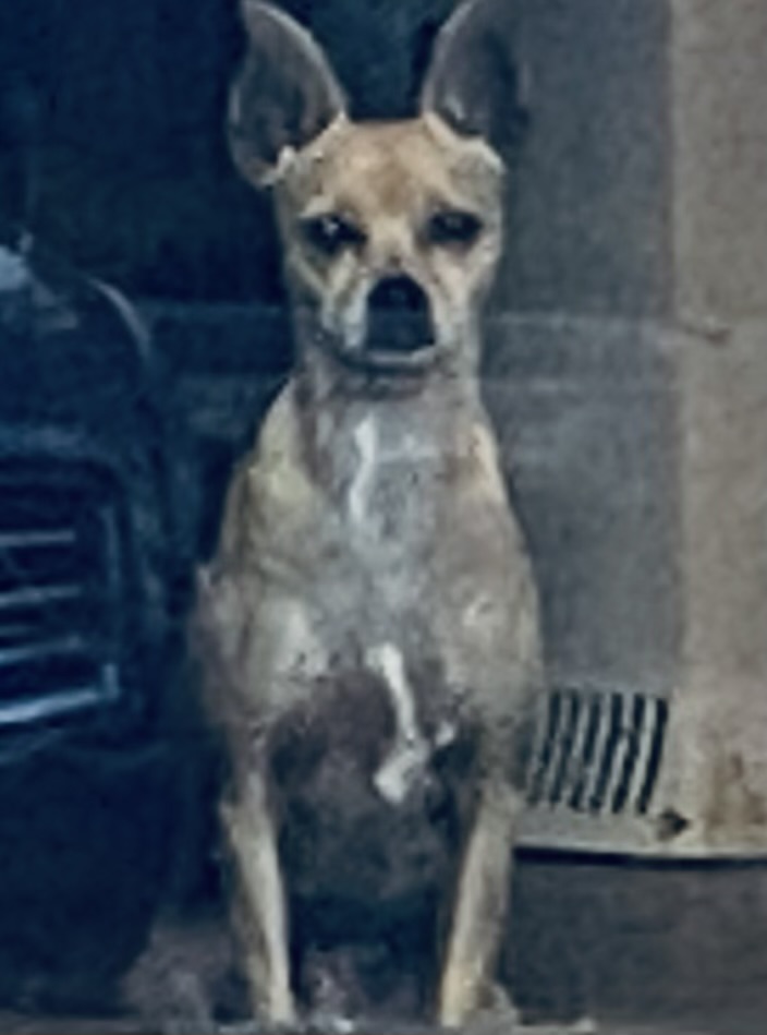 Image of Allie, Lost Dog