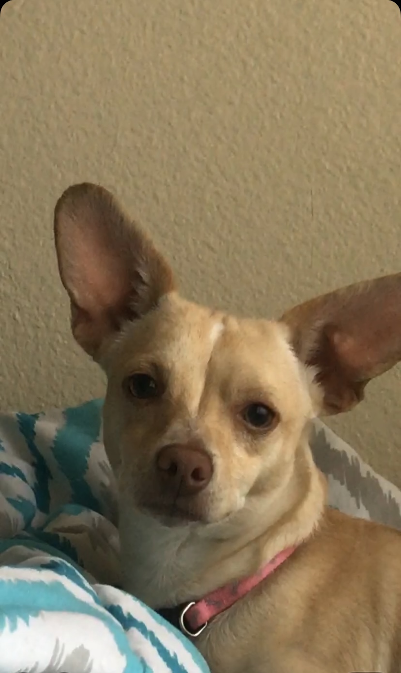 Image of Chico Beans, Lost Dog